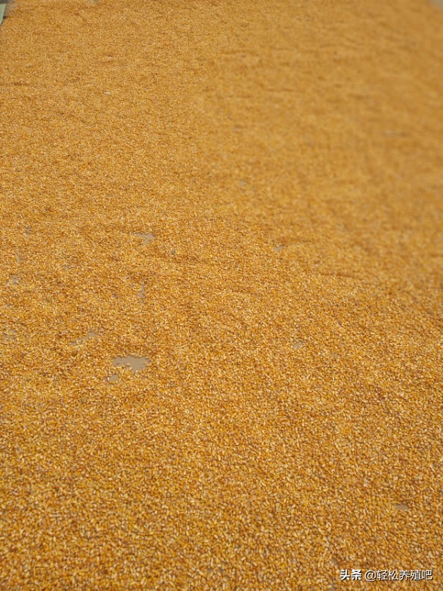 新玉米喂鸡有哪些危害怎样解决,玉米喂鸡是玉米粒好还是玉米粉好