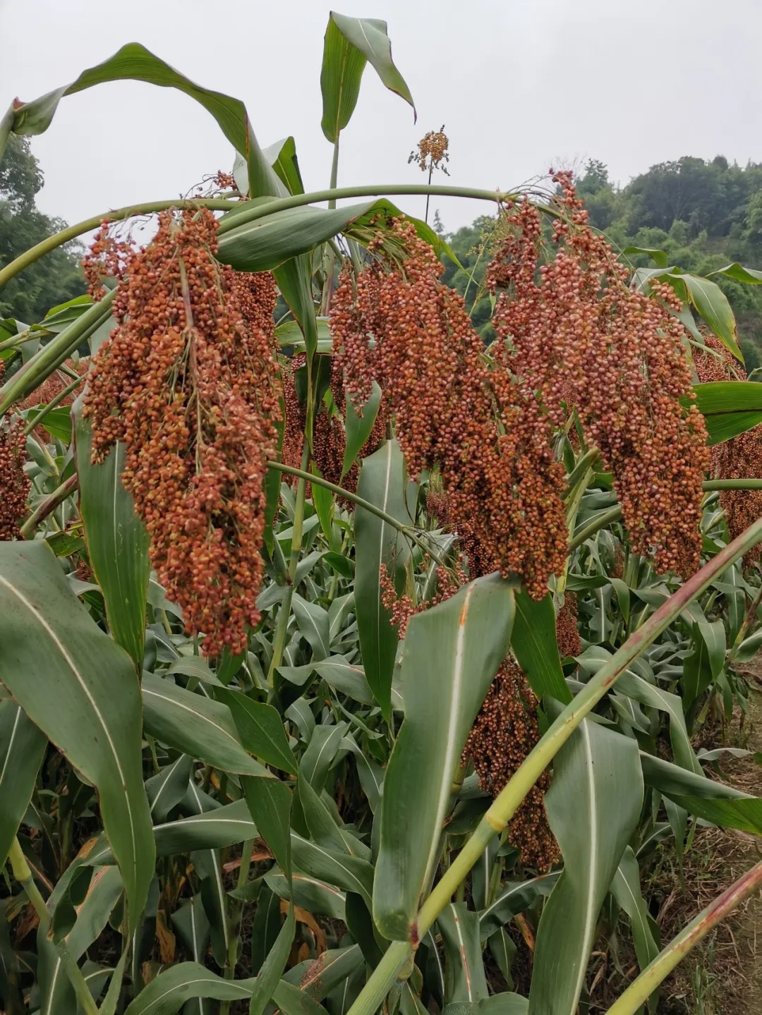 红了!红了!这些天的南充市嘉陵区龙蟠镇真的是“红遍天”了
