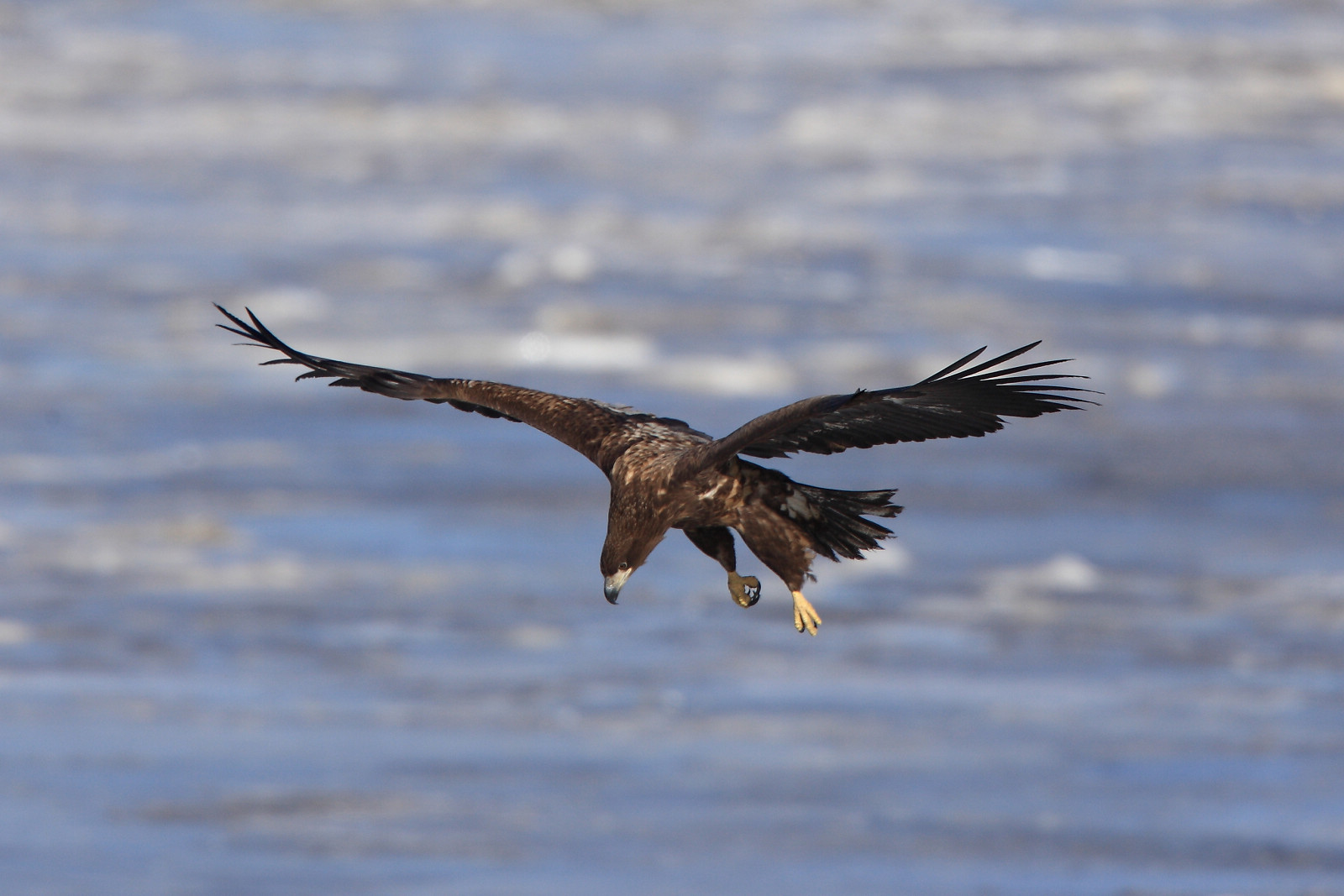 韩非非议秦国朝政,韩非犯了什么法