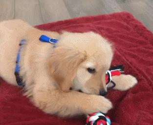 那个推荐我养金毛的人，你出来一下