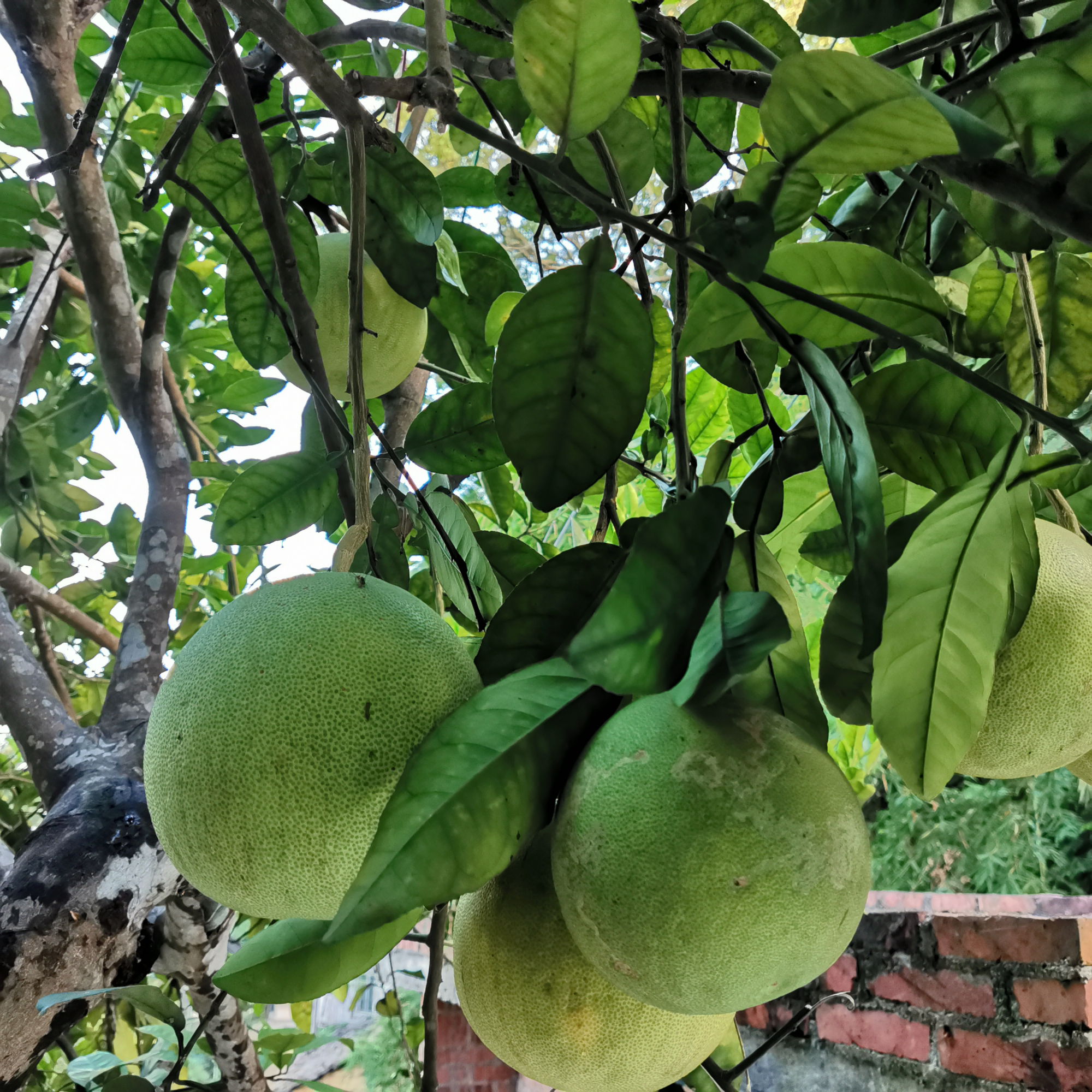 为何柚子树会掉小果,为什么种了几年的柚子不结果