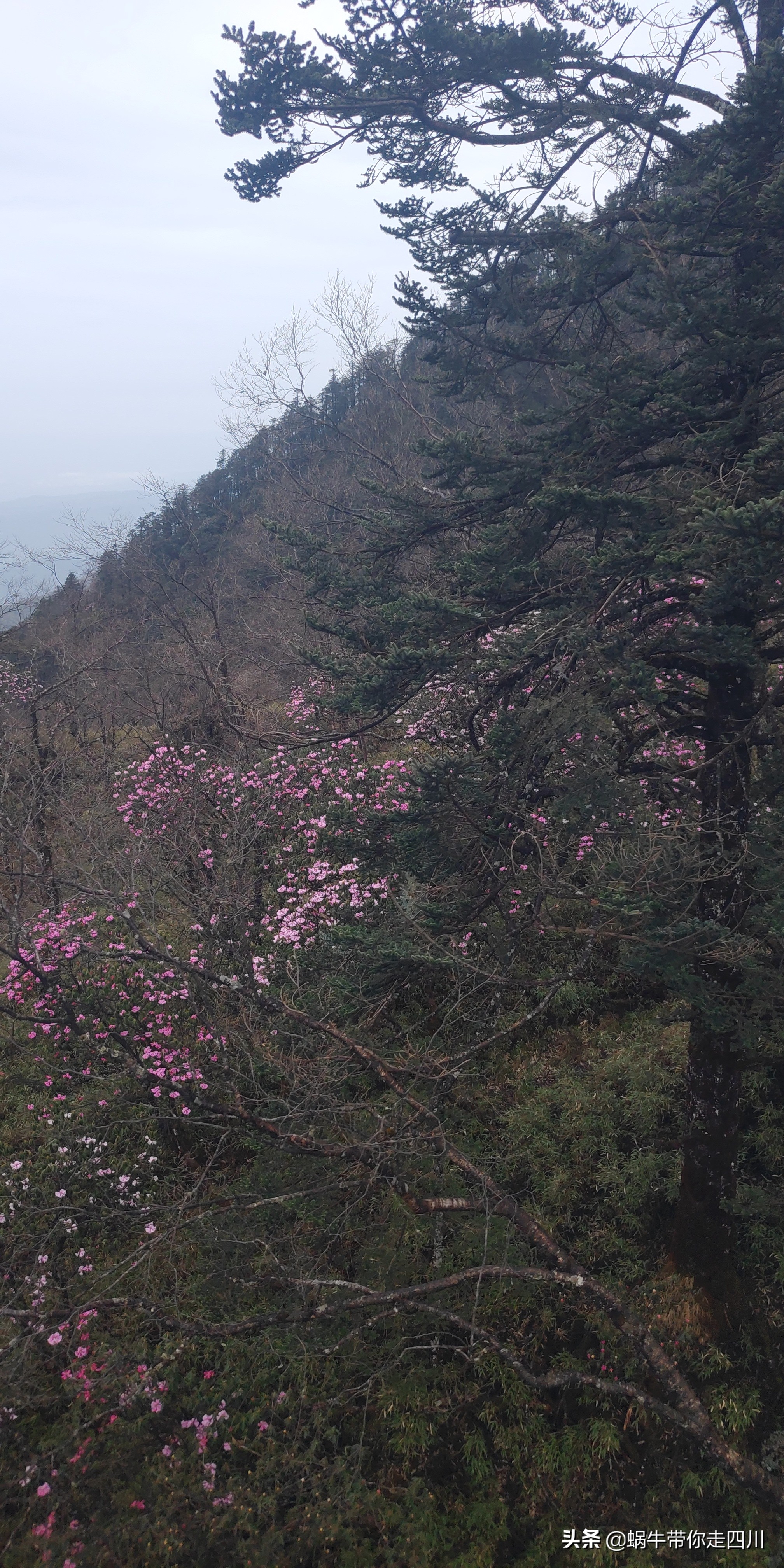 成都去西岭雪山两天一夜旅游团,成都出发雪山旅游