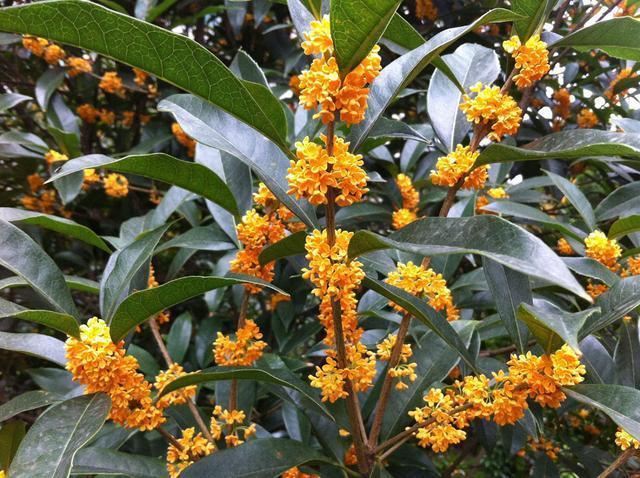 牡丹可作国花吗？一个重要因素被忽视了，它的知识产权管理归西方