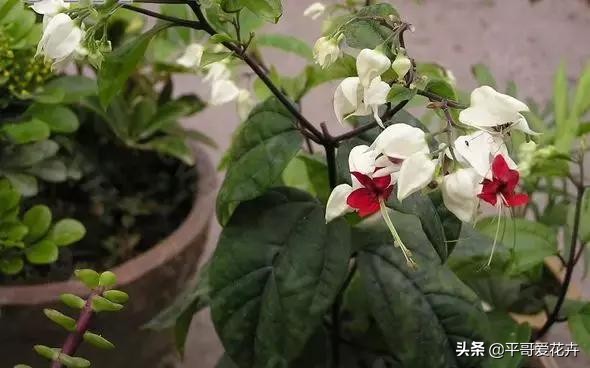 想要植物长得快怎么做,想要株型完整的树如何修剪