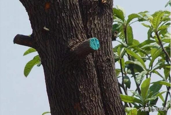 绿化苗木创伤后怎么处理,绿化树木破损如何修复