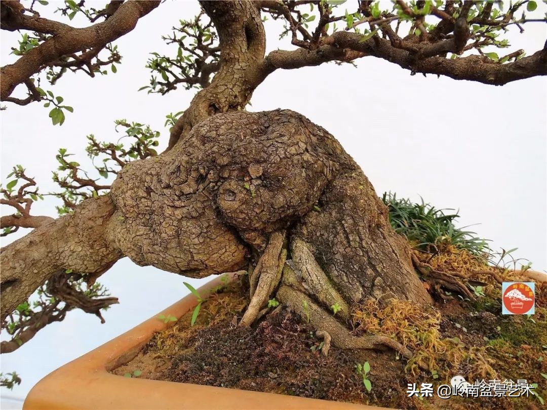 文人杂木盆景精品欣赏,可以做盆景的杂木图片大全