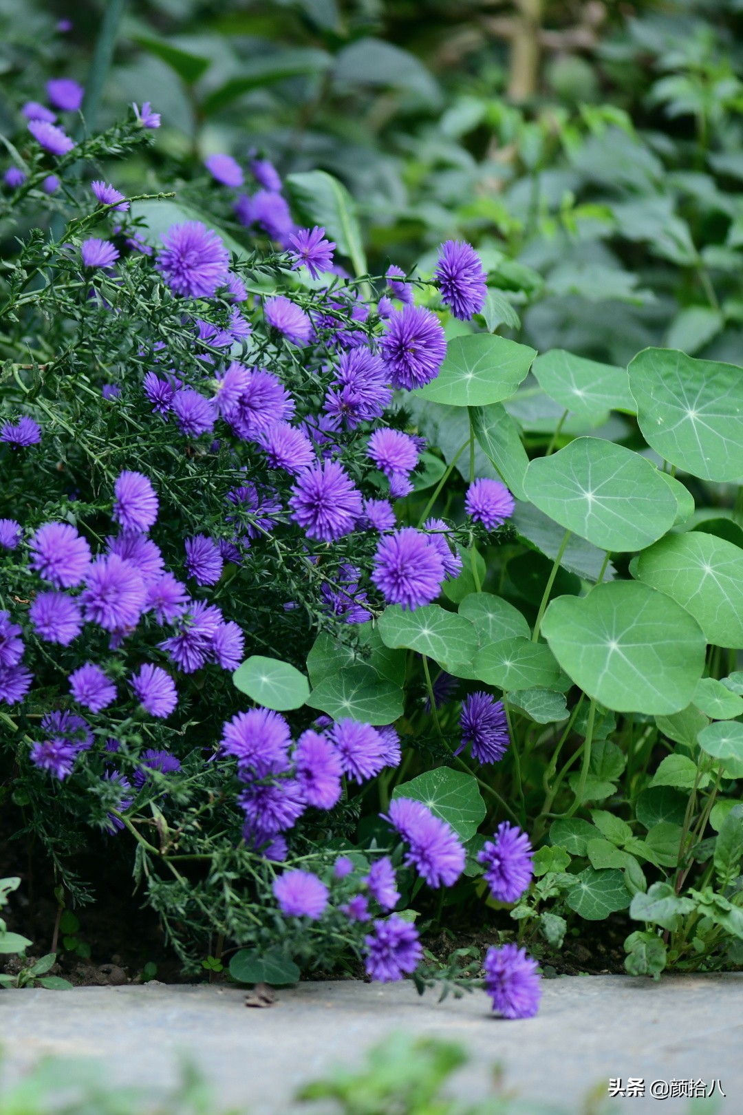 扶不起的绿植,扶不起的绿植视频