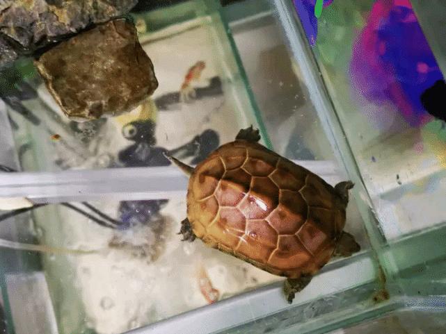 治愈观赏龟,龟宠知识