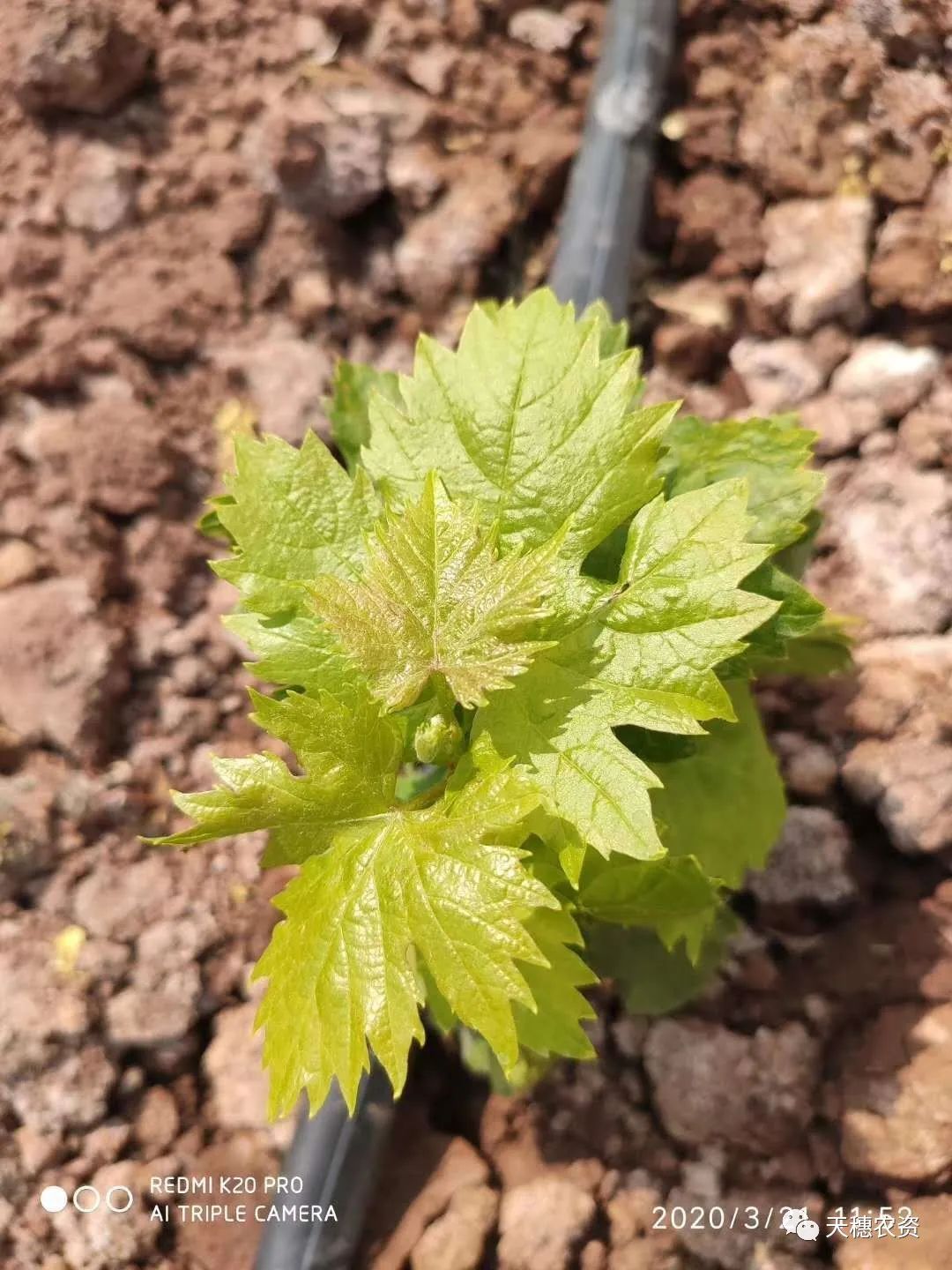 猎护杀虫剂打虫吗,猎护农药