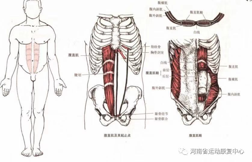 腹直肌分离中医有什么可靠疗法,腹直肌分离能做扩胸运动吗