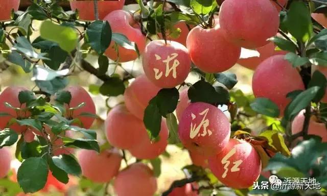 雪中的洛川红富士苹果,雪中的红苹果