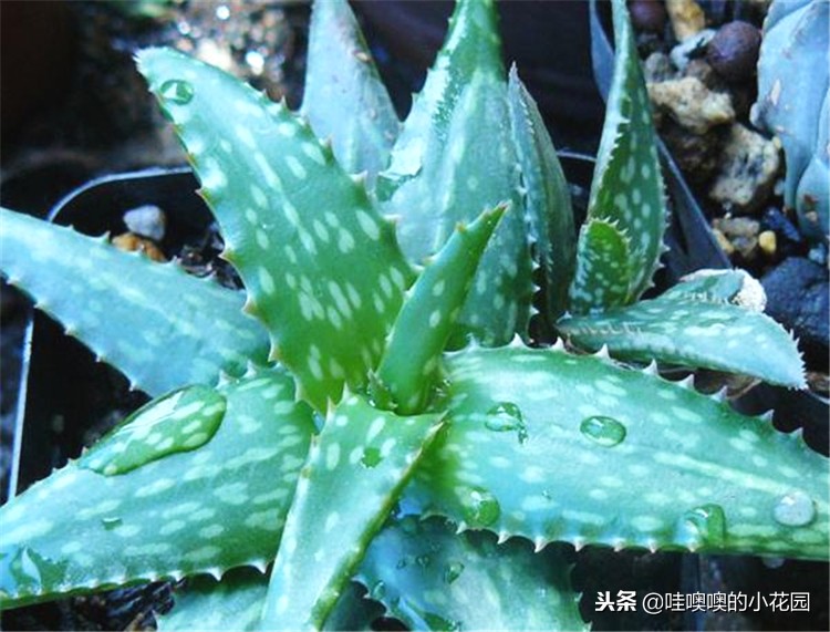 专治兰花黑斑,兰花的黑斑病用大蒜可以治疗吗