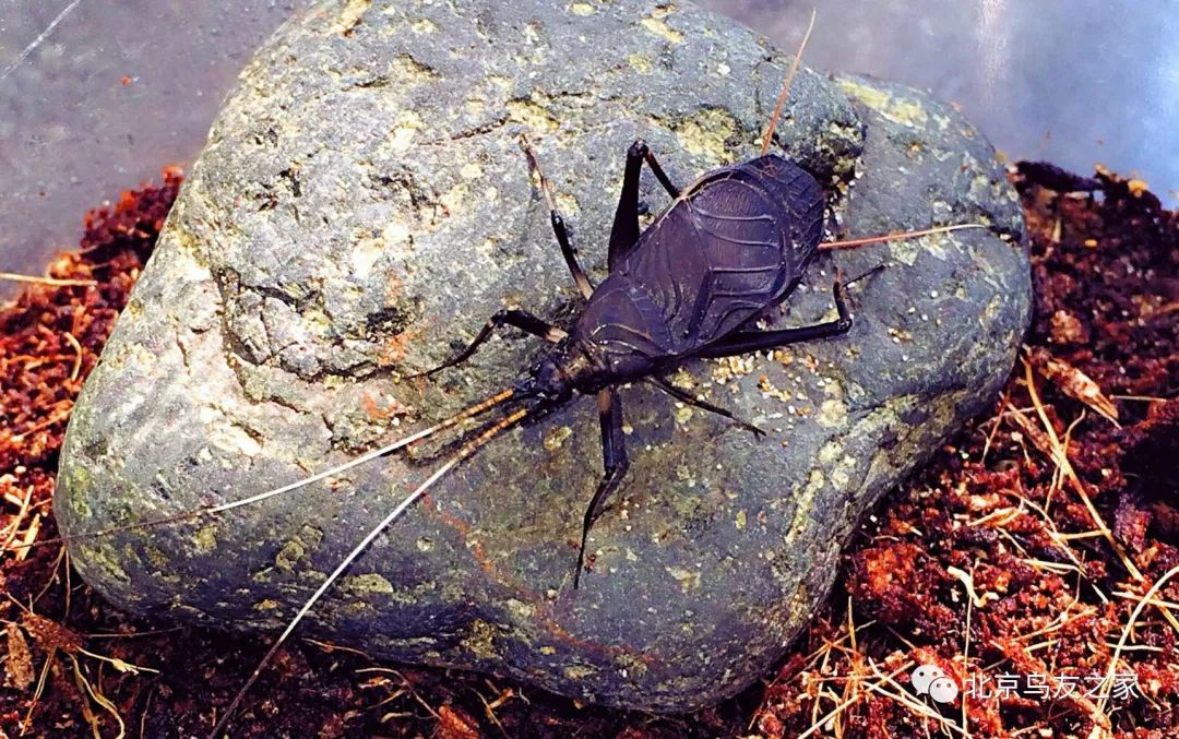 鑰佸寳浜殑楦ｈ櫕鏈夊灏戠,鑰佸寳浜汉鐜╃殑鍥涘ぇ楦ｈ櫕