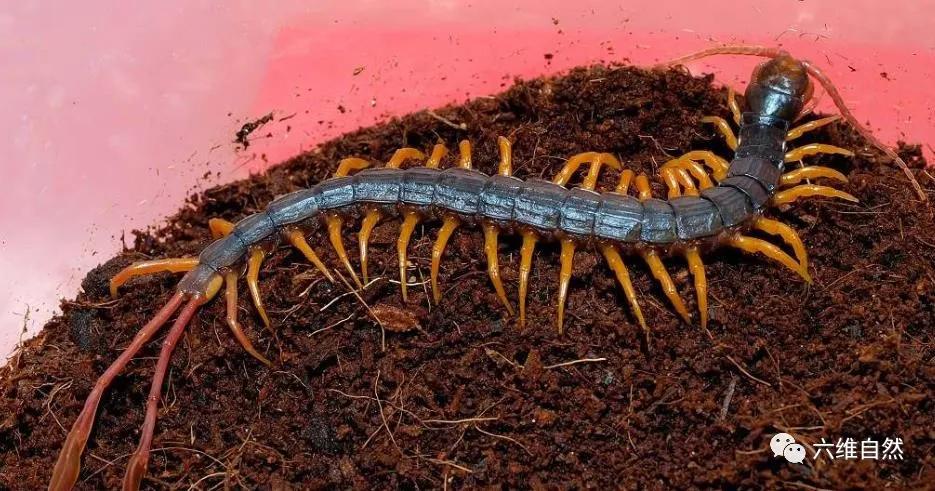 西非蜈蚣,西非的蜈蚣长什么样