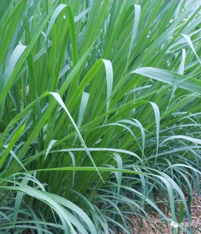 那些年在西藏的日子,那些年在哪里拍的