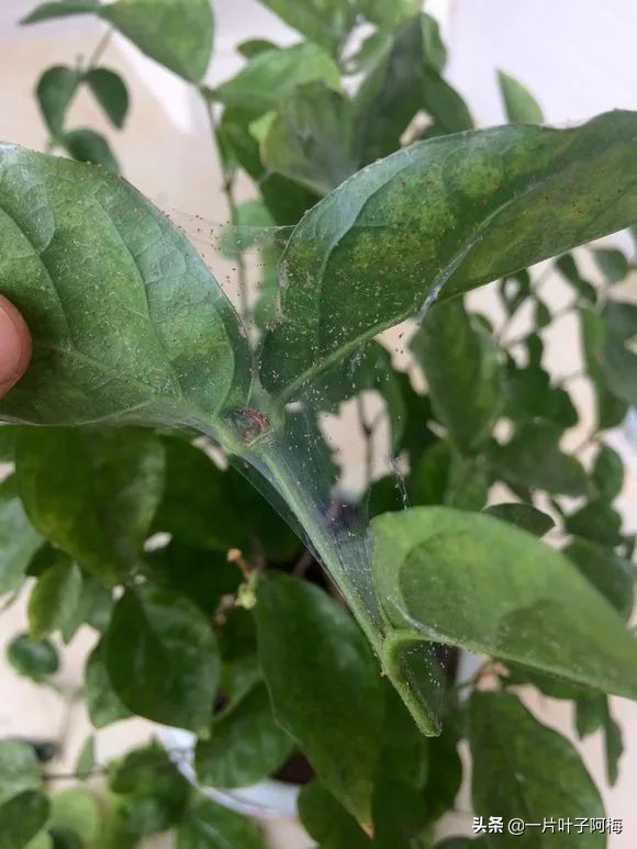 自制养花水配方除臭,养花自制10种消毒水不招虫不烂根