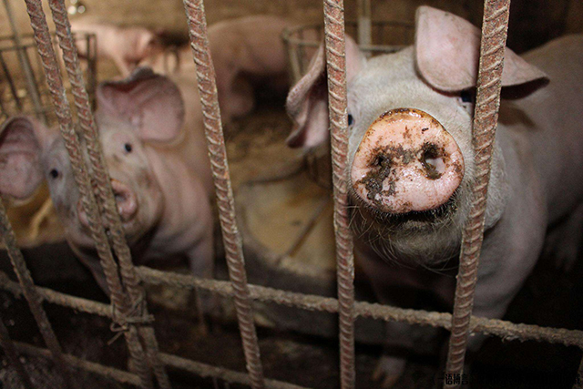 疫情让农村“封村”难回城，这6个项目农民考虑下，在家就能挣钱