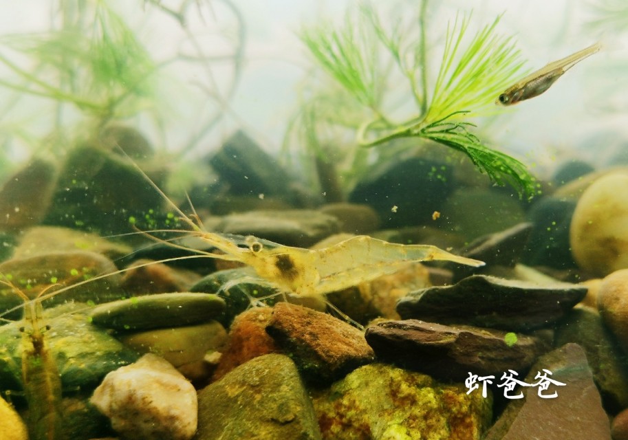 捉虾趣事作文,养虾的趣事视频