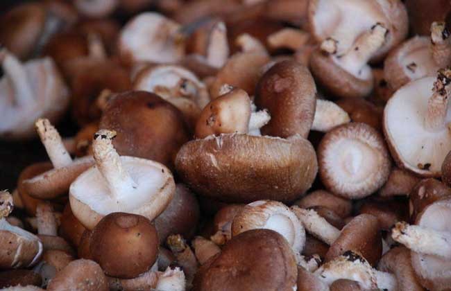 冬季生活小常识主持词,冬季生活小常识每日一条