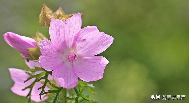 人生正能量的阳光短句句句精辟,正能量生活充满阳光的句子