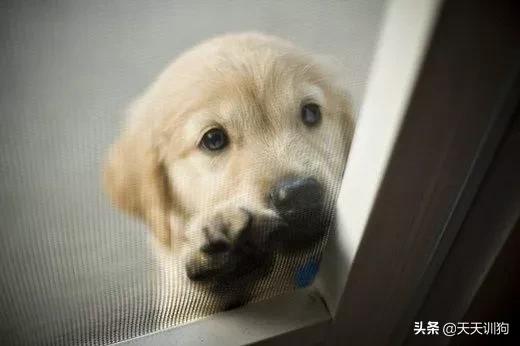 你想对小狗说什么,你想对小狗说什么呢