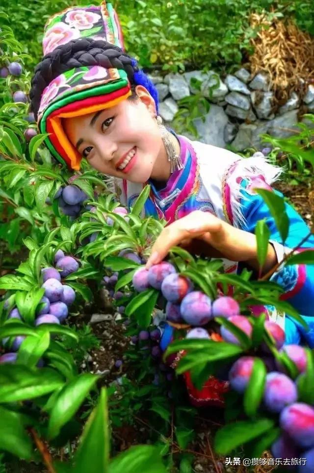 汶川三宝有哪些,汶川三宝市场枇杷