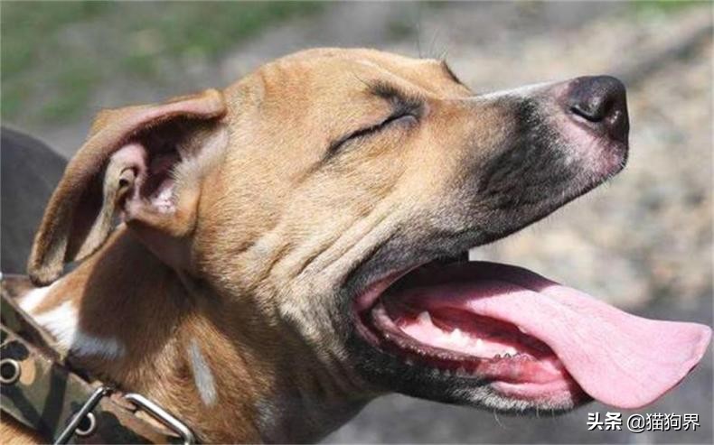 狗狗病了怎么预防传染别的狗狗,狗狗疾病防治常用药