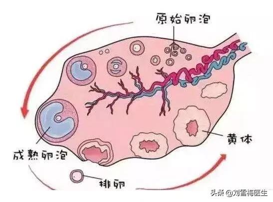 孕育科普如何才能成功备孕,多囊怀孕科普