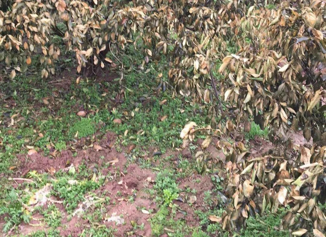 今年哪些地方的柑橘受到冻害,柑桔寒潮