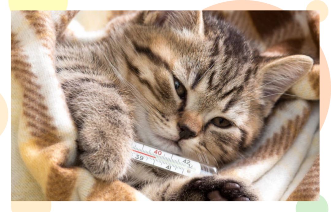 猫狗容易得的病是什么病,猫狗空调病