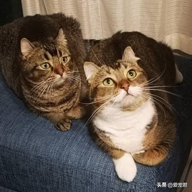 如何克服猫咪的紧张情绪,关于猫咪应激铲屎官应该了解一下