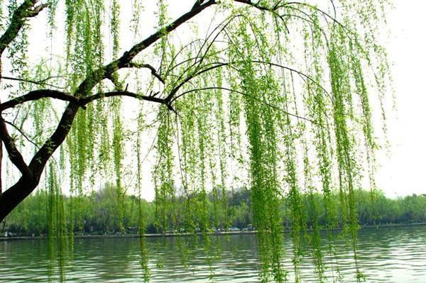 要说春天什么最美丽?那必然是贺知章笔下的柳树,形象又生动