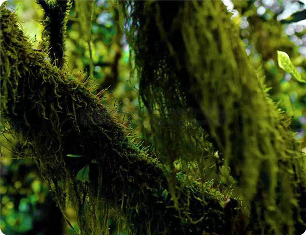 老枞水仙的枞味,老枞水仙茶是什么味道