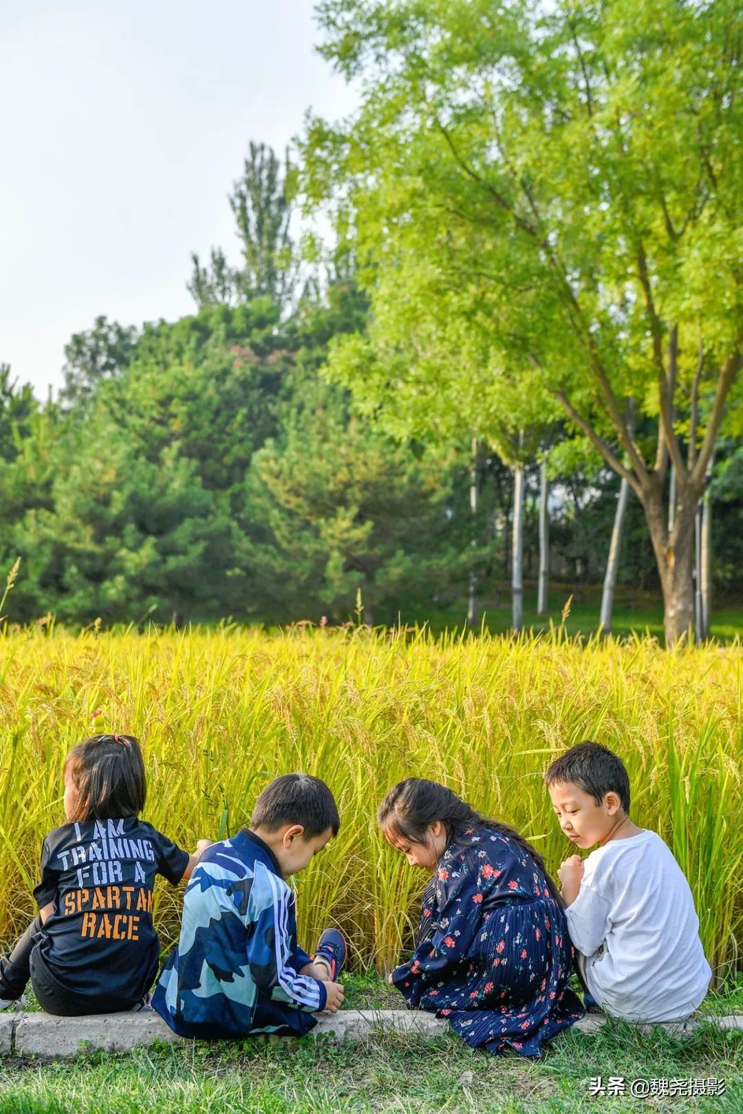 北京北坞公园里的京西稻又熟了,曾经只有皇上才能吃上这儿的大米