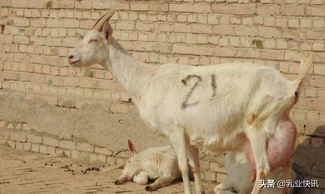 羊奶粉市场趋势分析,破局百亿羊奶粉市场