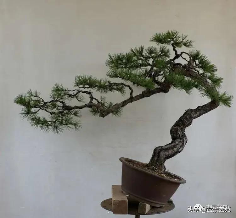 陈迪寅赤松盆景制作视频,陈迪寅作品