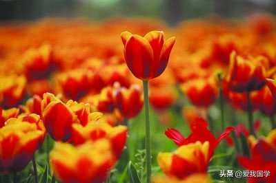 最美诗词七律咏春,十首最美咏春诗词