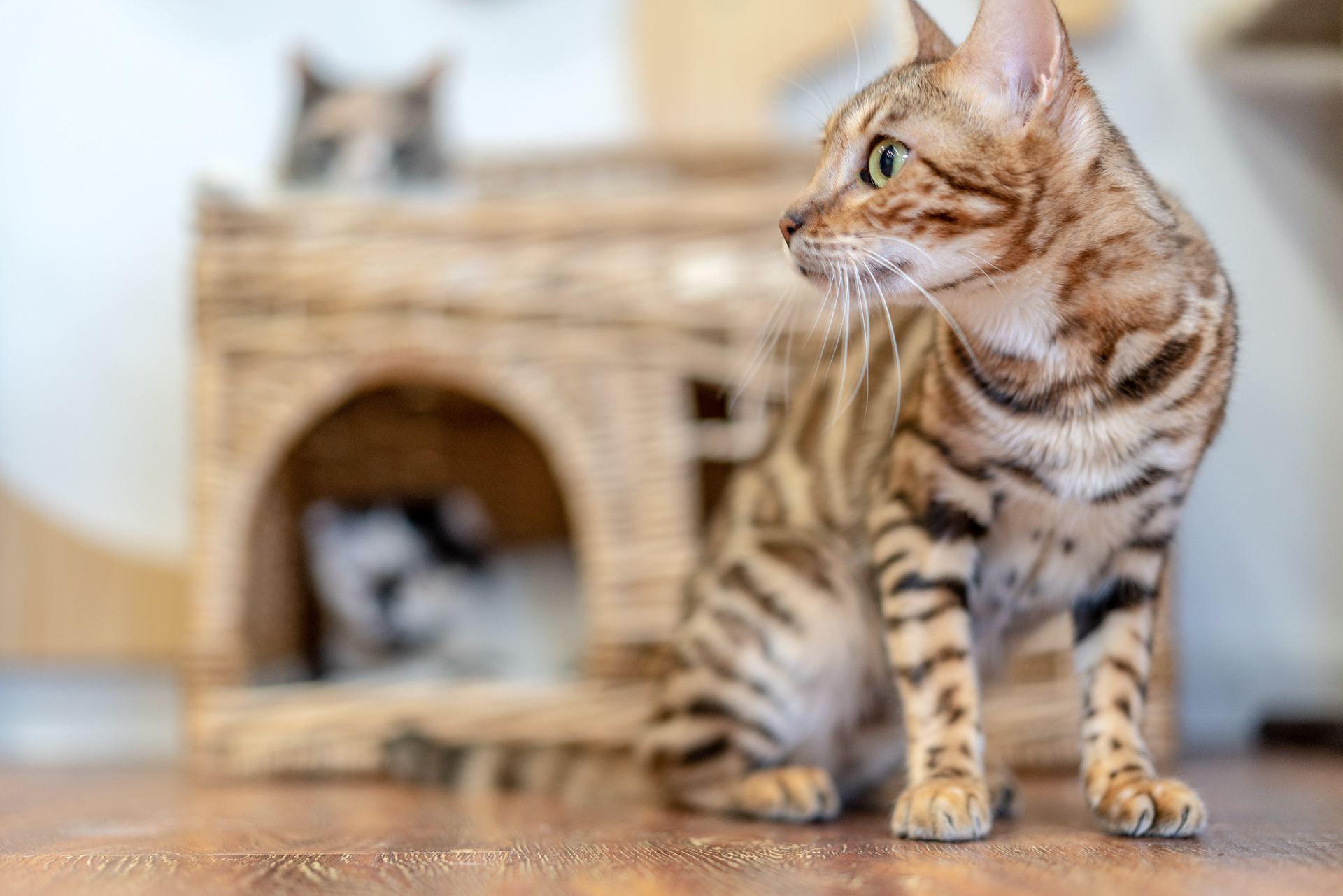 Sonnar（索纳）眼中的猫——索尼SonnarT*FE55mmF1.8ZA实拍体验