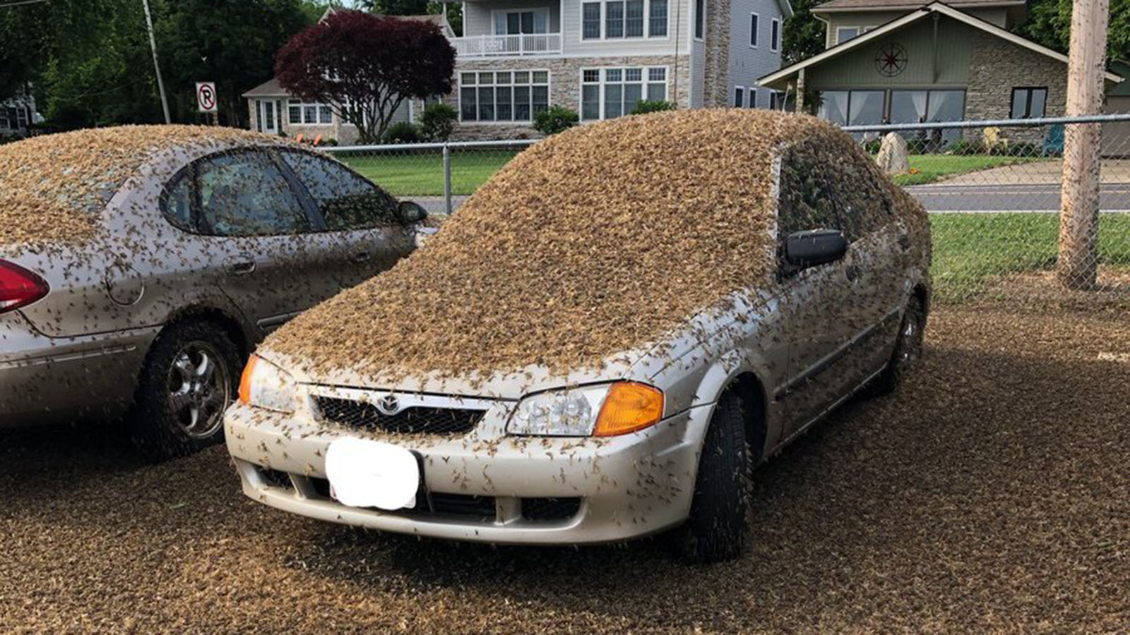 邓州大量飞蛾聚集的原因,邓州一桥面出现大量飞蛾