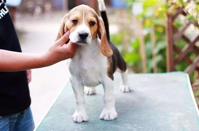 黑色拉布拉多犬为什么不建议养,拉布拉多黑色成年犬领养