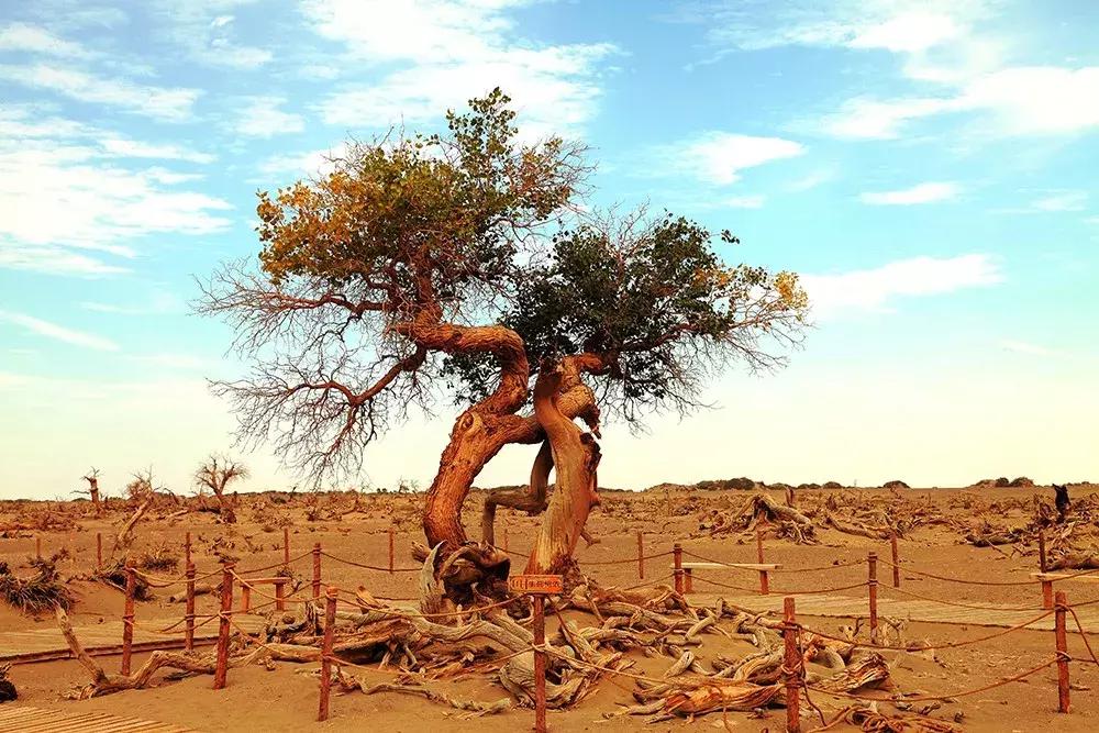 额济纳旅游自由行攻略,额济纳旗旅游最佳省钱攻略