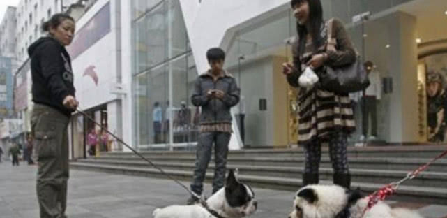 大熊猫在路上发呆偶遇民警,警察巡逻偶遇野生大熊猫