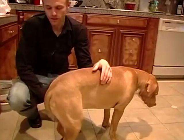 狗狗尾巴的不同姿态,分别代表不同的含义,你知道几个?