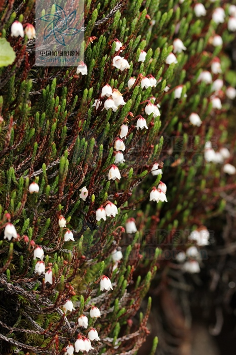 草灵芝,见过吗?用于肝胃气痛、食欲不振、神经衰弱