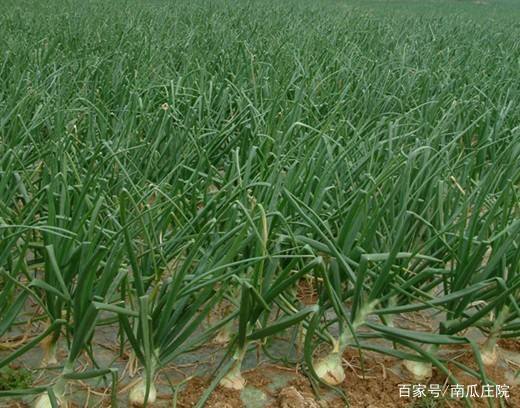 水溶肥效果可靠吗,多元素水溶肥和高钾水溶肥的区别