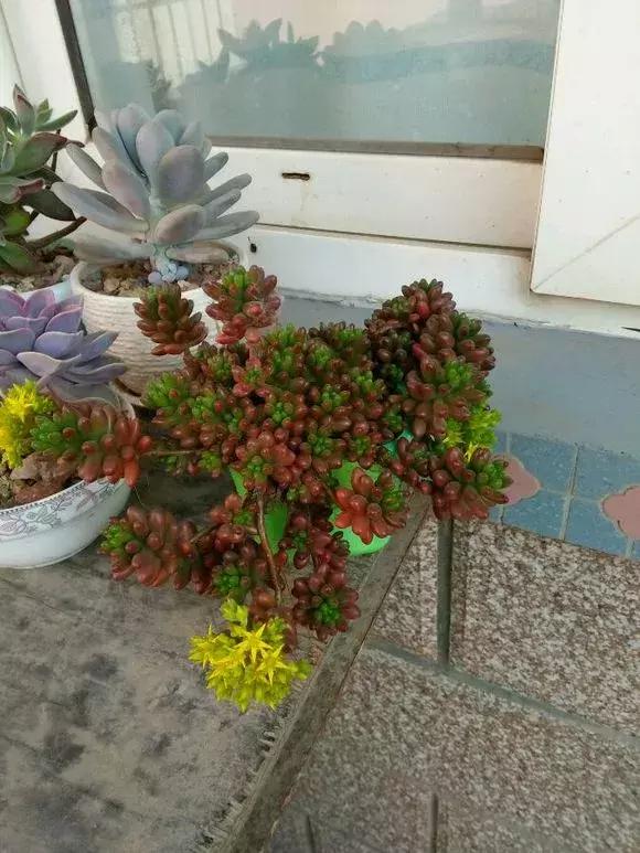 多肉虹之玉开花,多肉虹之玉长白霜