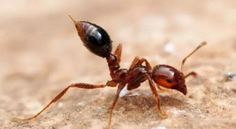 广西红火蚁最严重的县,广西发现红火蚁怎么上报