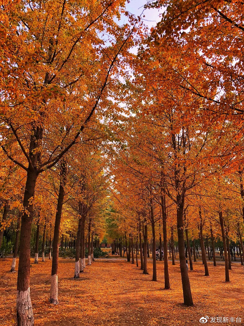 银杏公园秋色的美景,银杏公园秋景最美景点