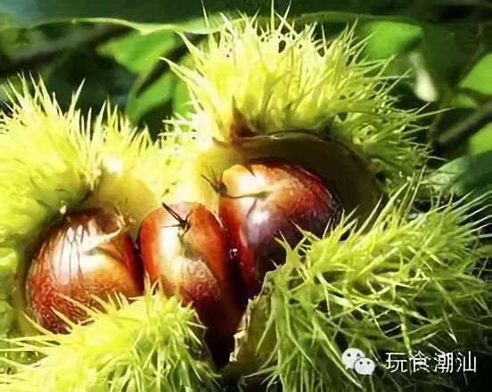 鐜╅鐣,鐜╅姹曞ご