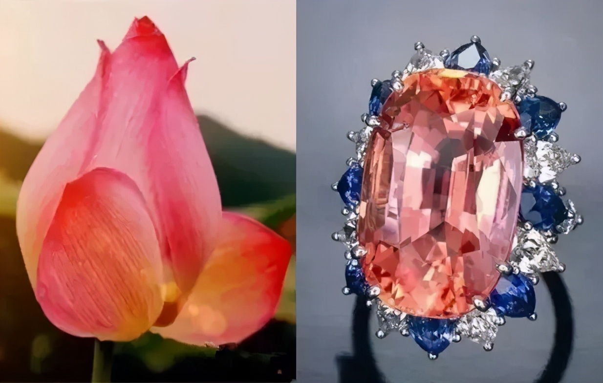 最完美的帕帕拉恰,帕帕拉恰是啥玩意